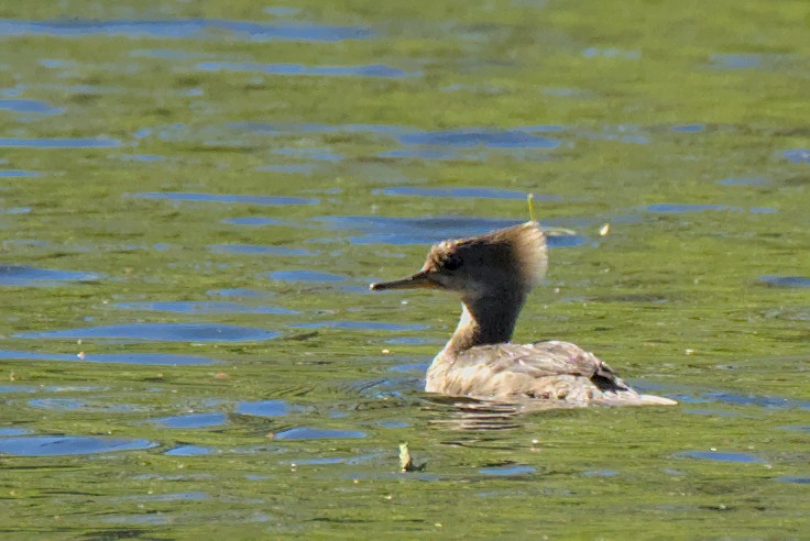 Hooded Merganser - ML466497531