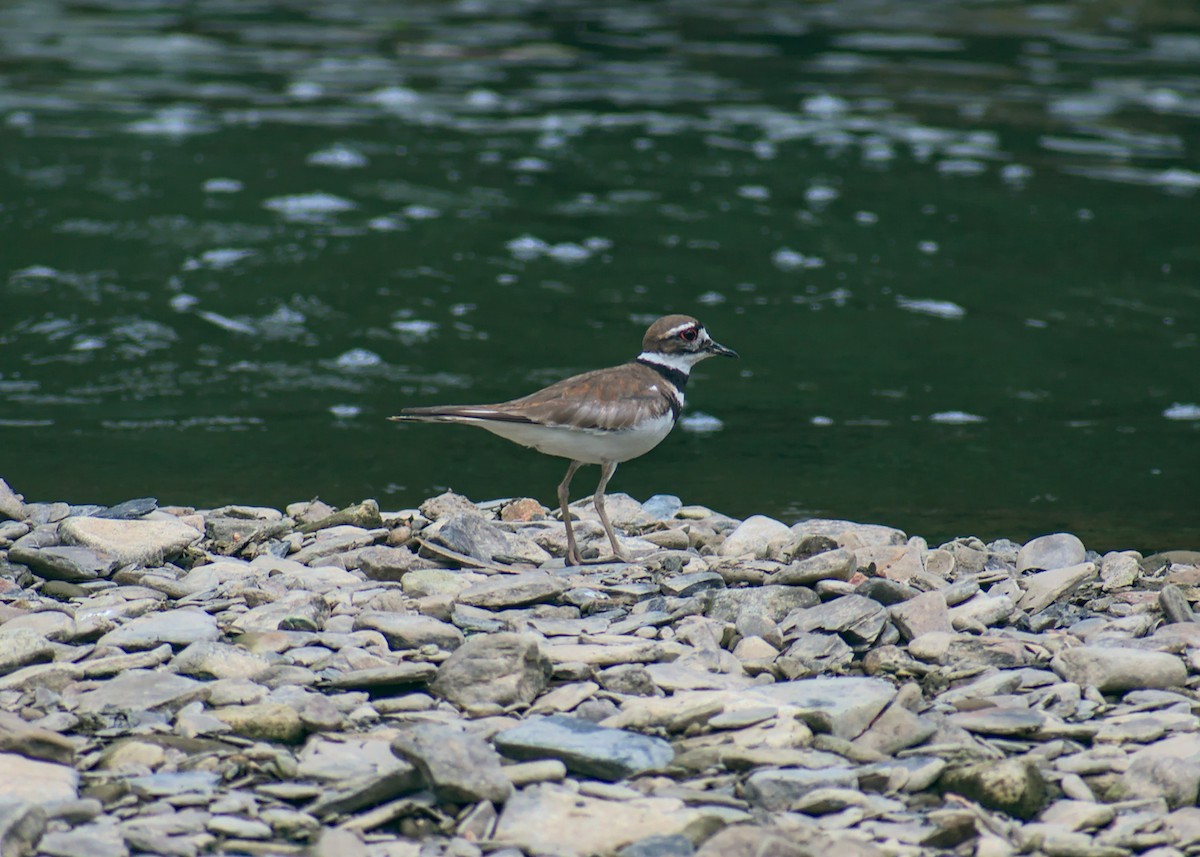 Killdeer - ML466497591