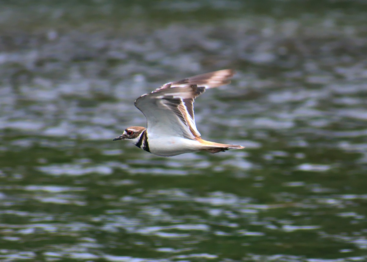 Killdeer - ML466497601