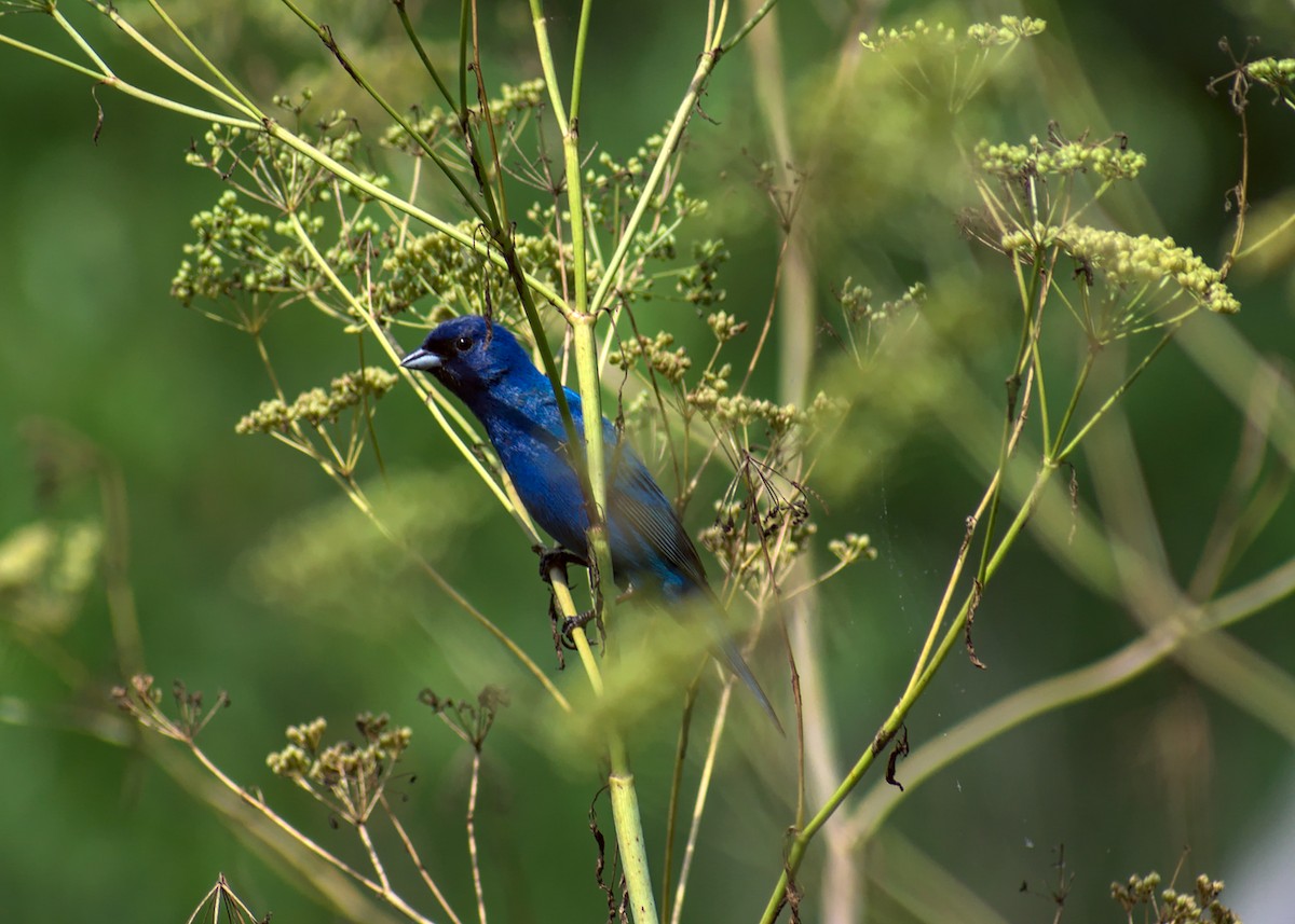 Indigo Bunting - ML466498351