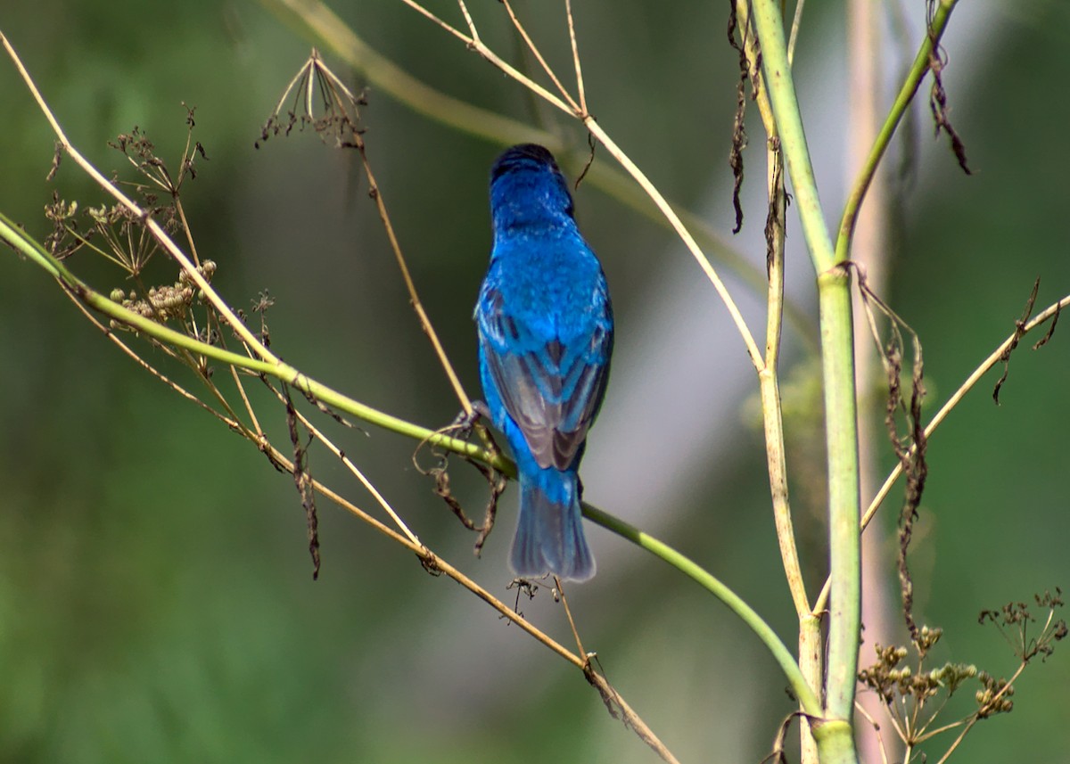 Indigo Bunting - ML466498401