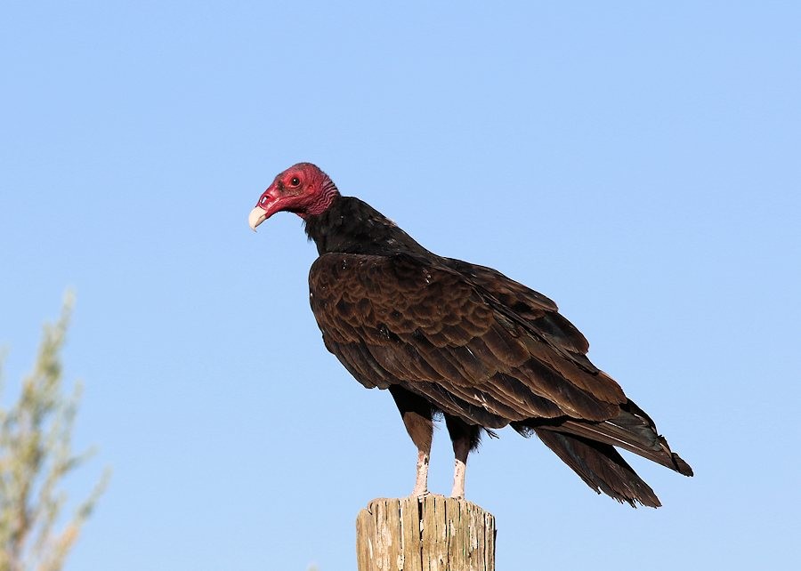 Turkey Vulture - ML466498511