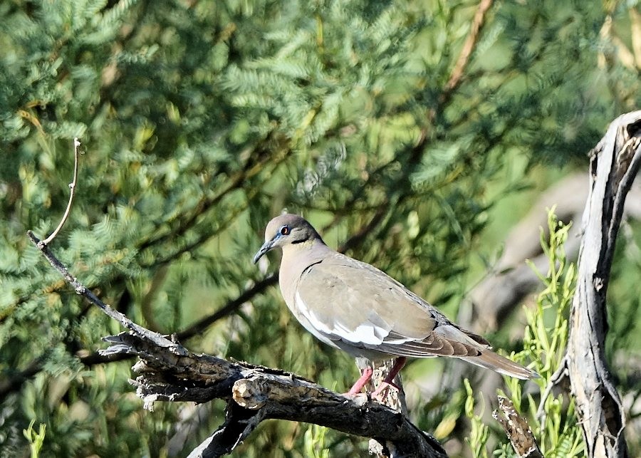 White-winged Dove - ML466499011