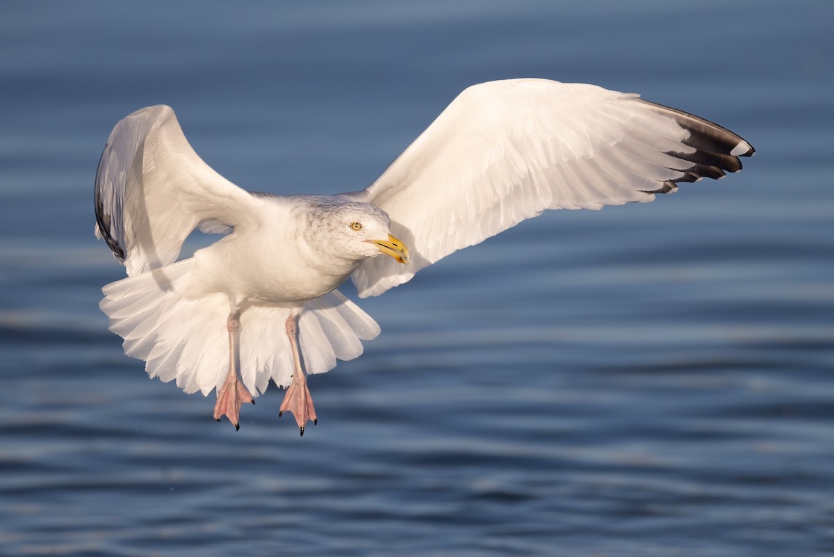 American Herring Gull - ML466500211