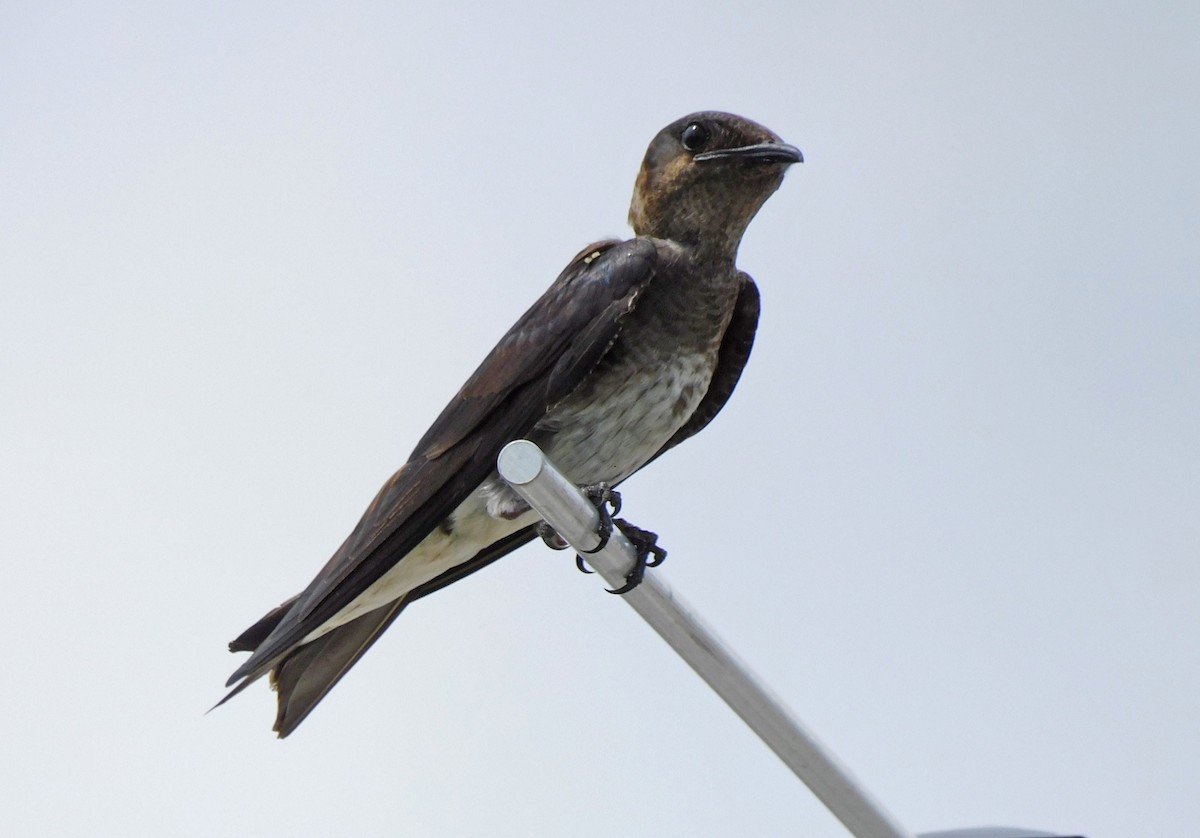 Purple Martin - ML466501361