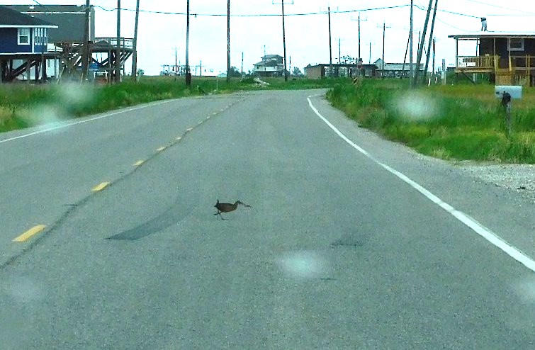 Clapper Rail - ML466501381