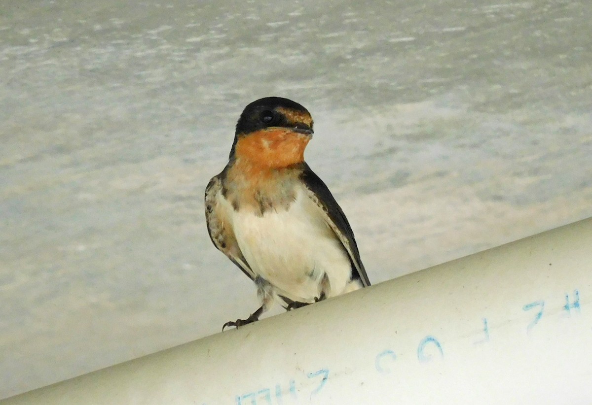Barn Swallow - ML466501531