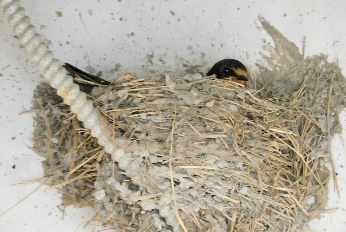 Barn Swallow - ML466501551