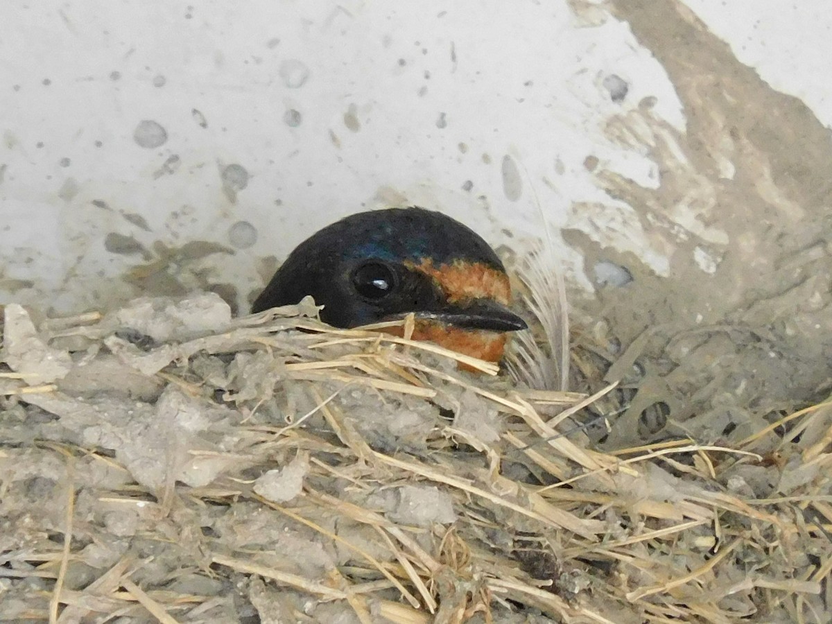 Barn Swallow - Kathy Rhodes