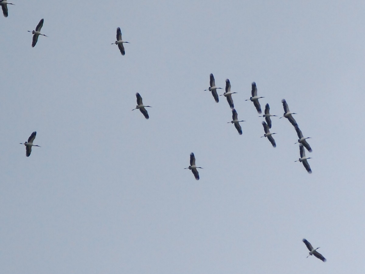 Wood Stork - Agustin Carrasco