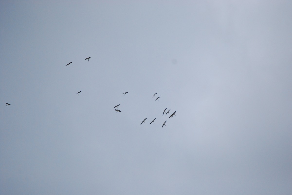 Wood Stork - ML466501891