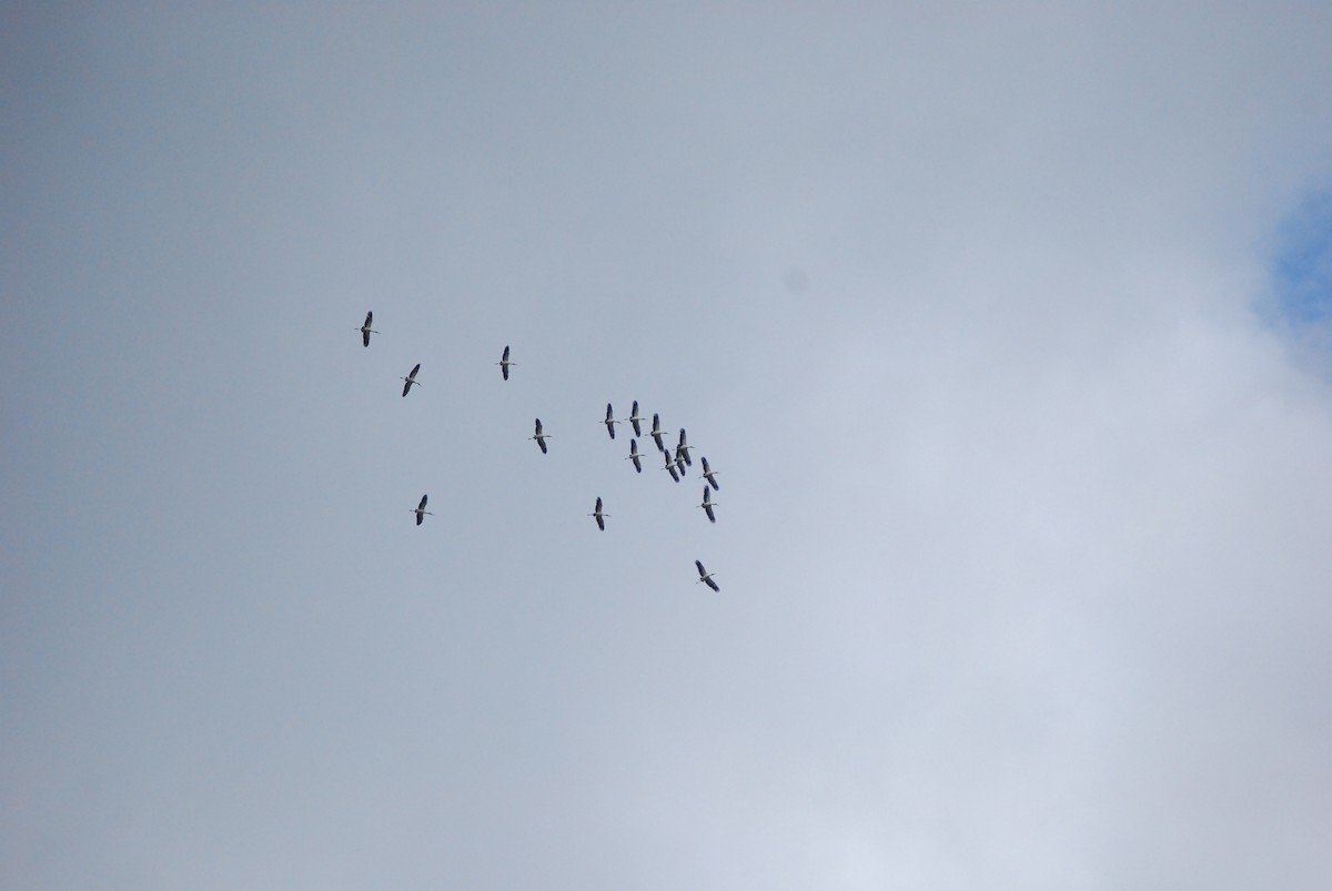 Wood Stork - Agustin Carrasco