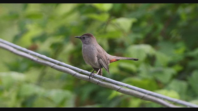 Pájaro Gato Gris - ML466502151