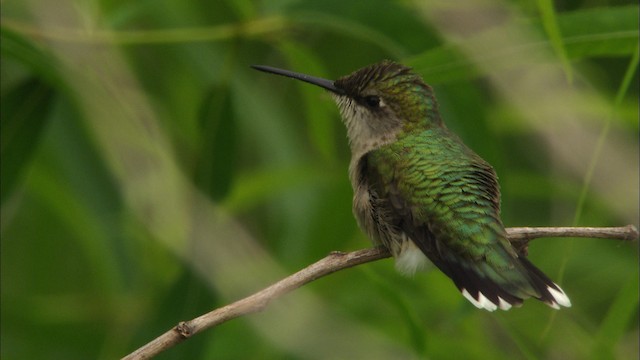 Ruby-throated Hummingbird - ML466503