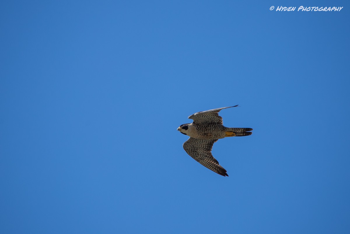 Peregrine Falcon - ML466504241