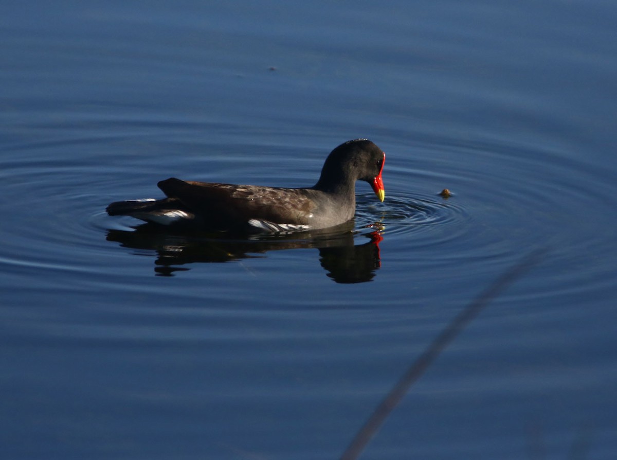 Gallinule d'Amérique - ML466504731