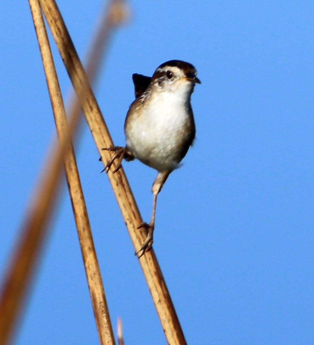 Marsh Wren - ML466505531