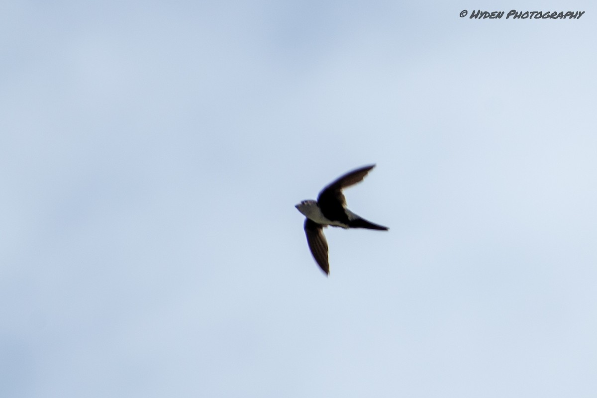 White-throated Swift - ML466506361