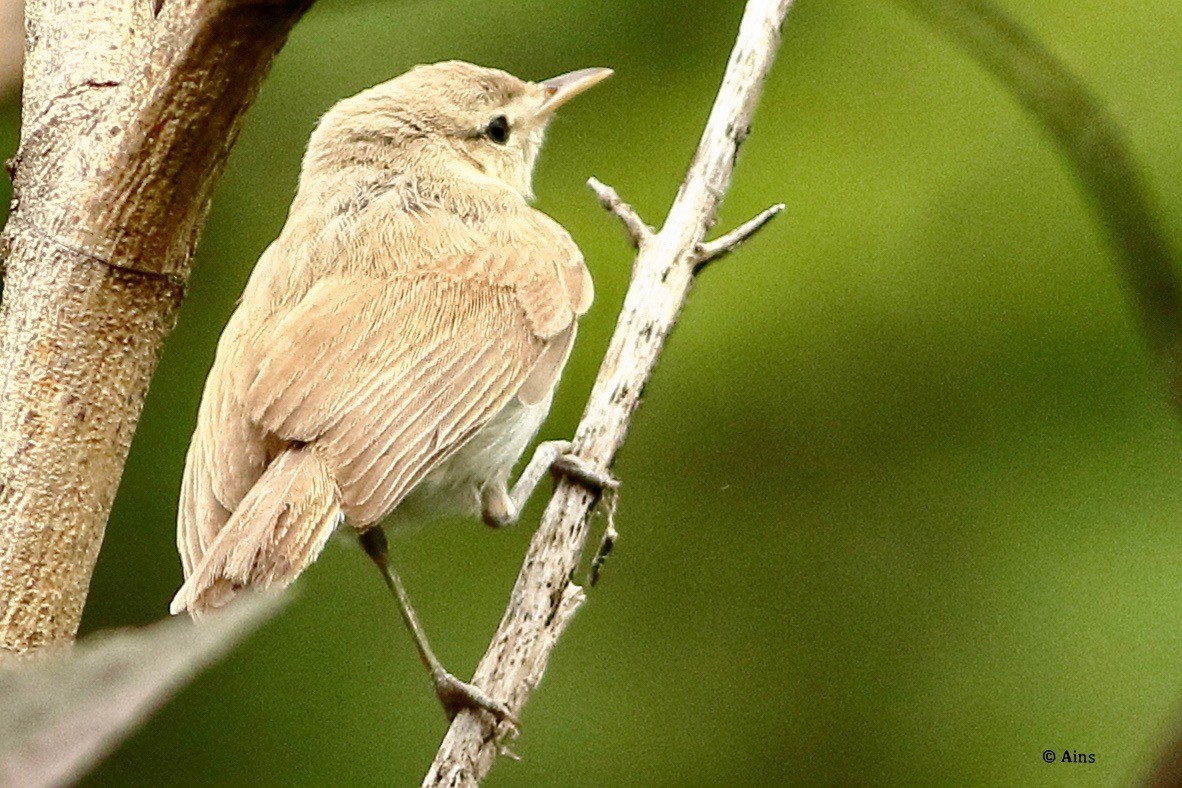 Sykes's Warbler - ML466506911