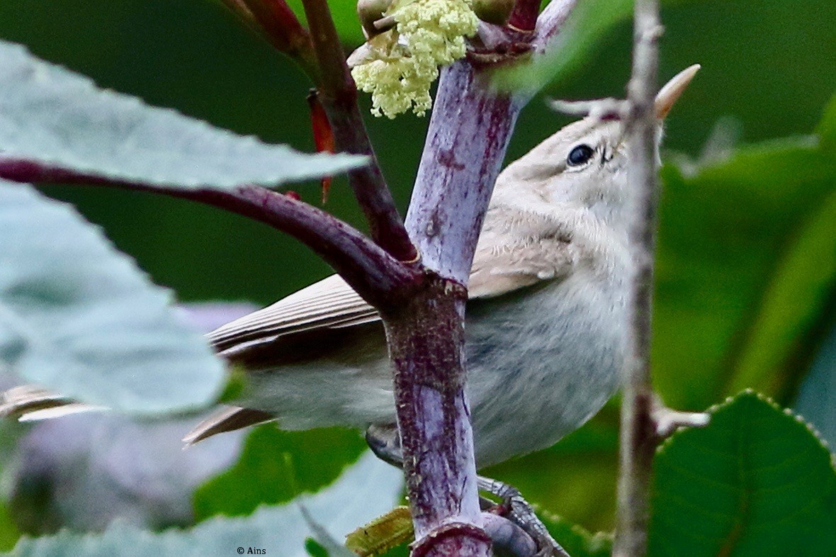 Sykes's Warbler - ML466506991