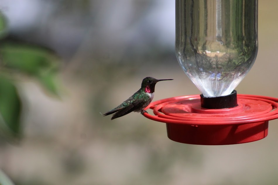 Broad-tailed Hummingbird - Joseph Bertola