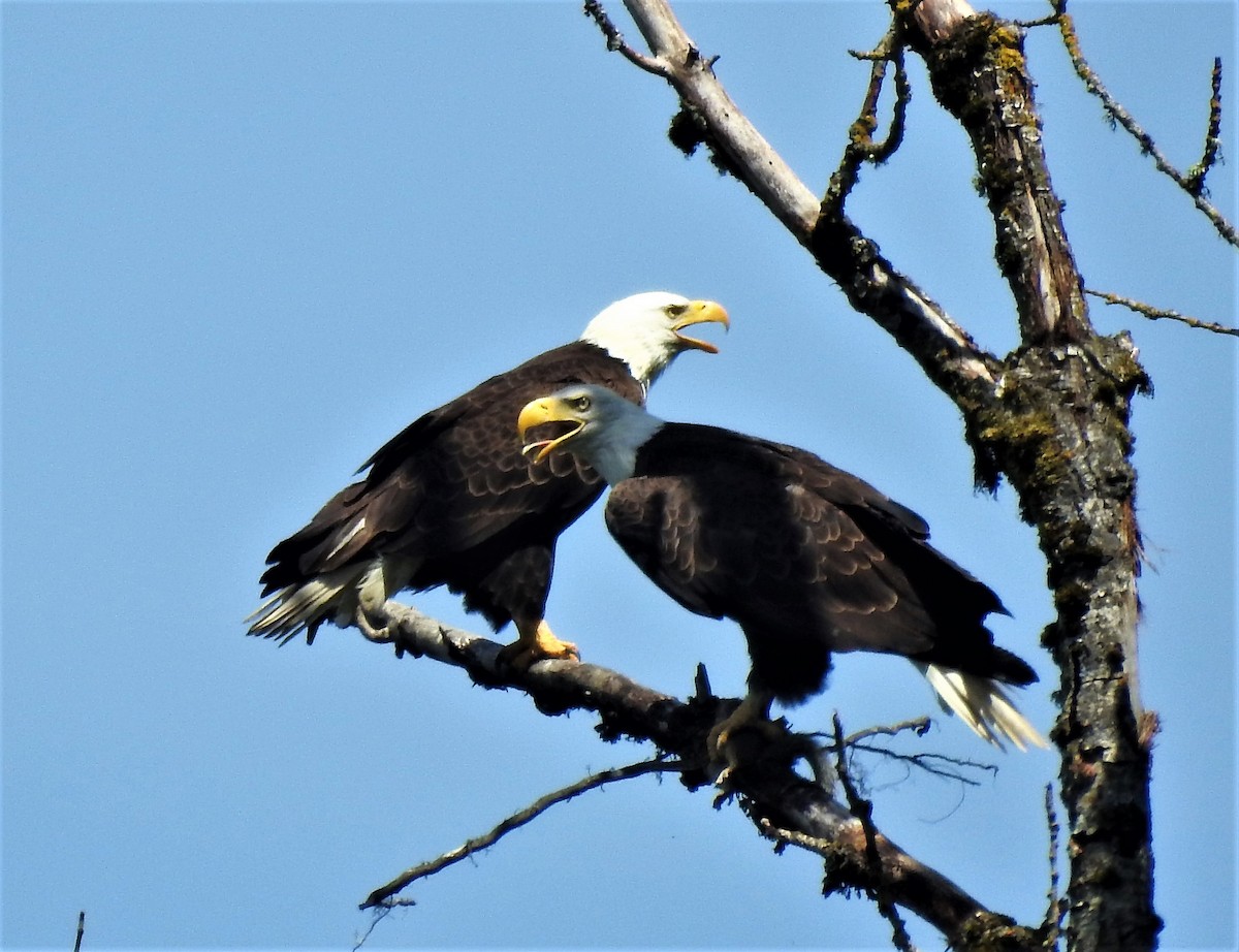 Bald Eagle - Nels Nelson