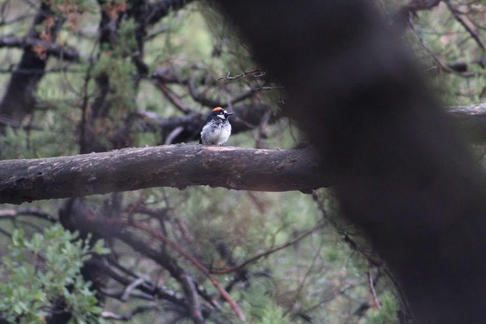 Acorn Woodpecker - Joseph Bertola