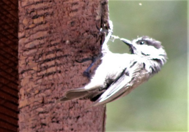 Mountain Chickadee - ML466509571