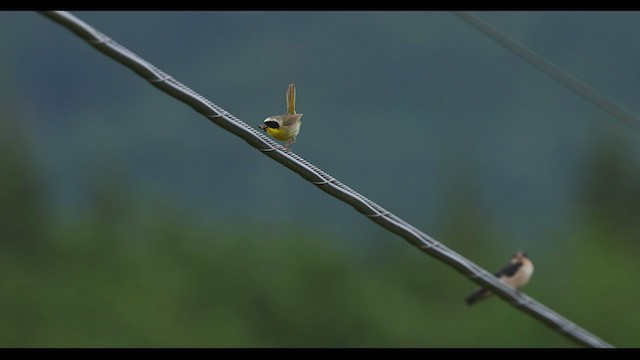 Common Yellowthroat - ML466511331