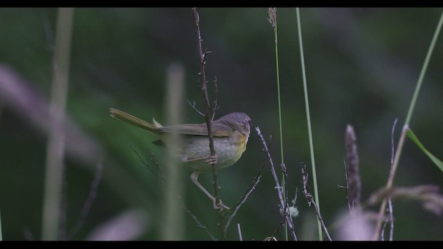 Common Yellowthroat - ML466512341