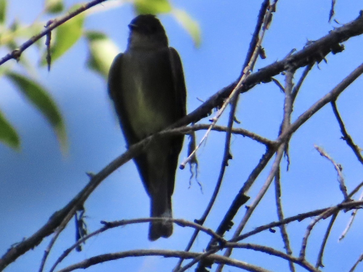 Western Wood-Pewee - ML466512761