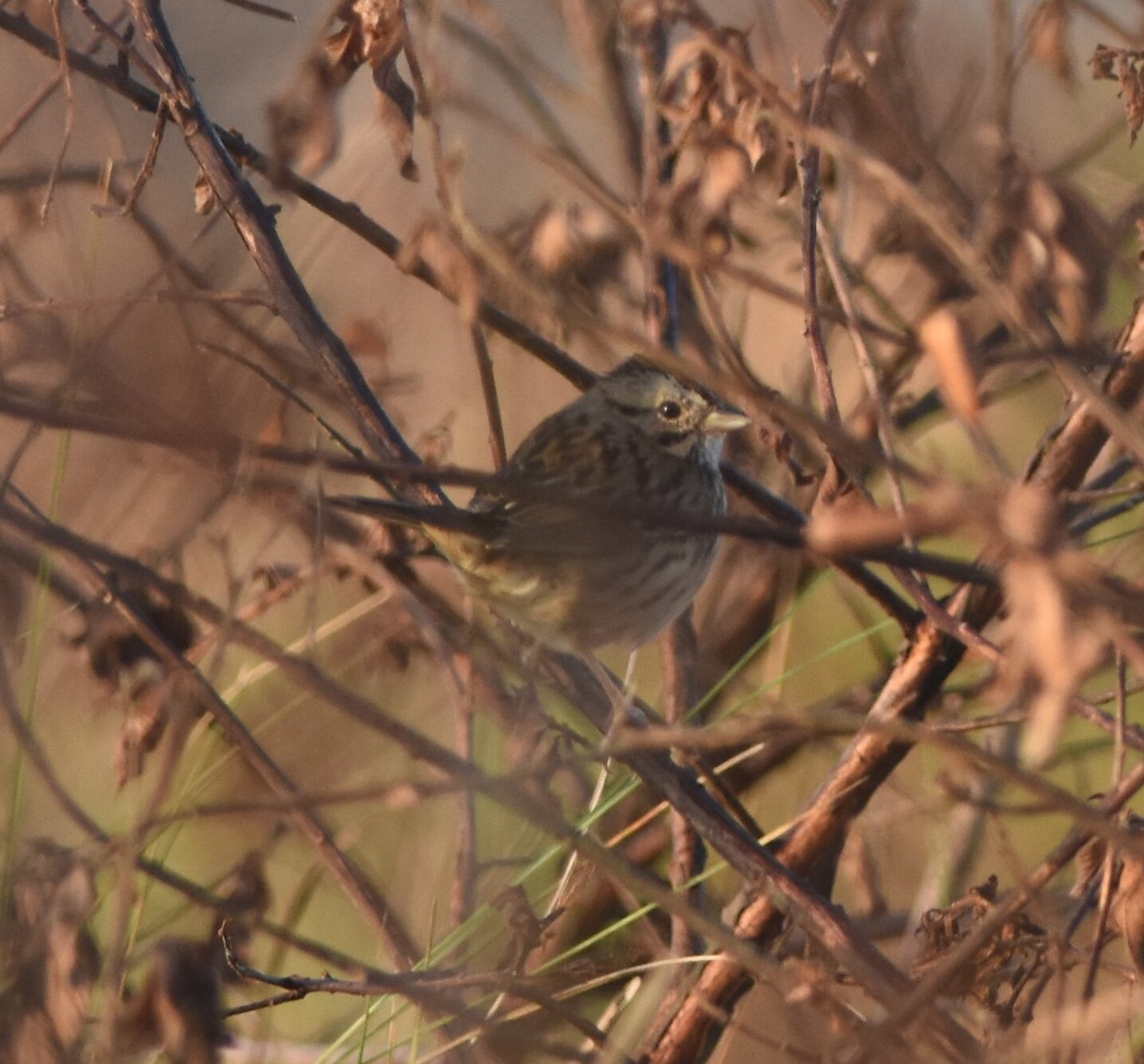 Lincoln's Sparrow - ML466513061