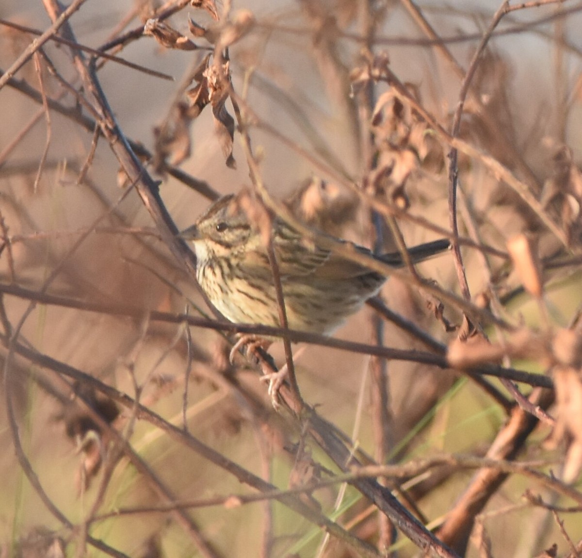 Lincoln's Sparrow - ML466513181