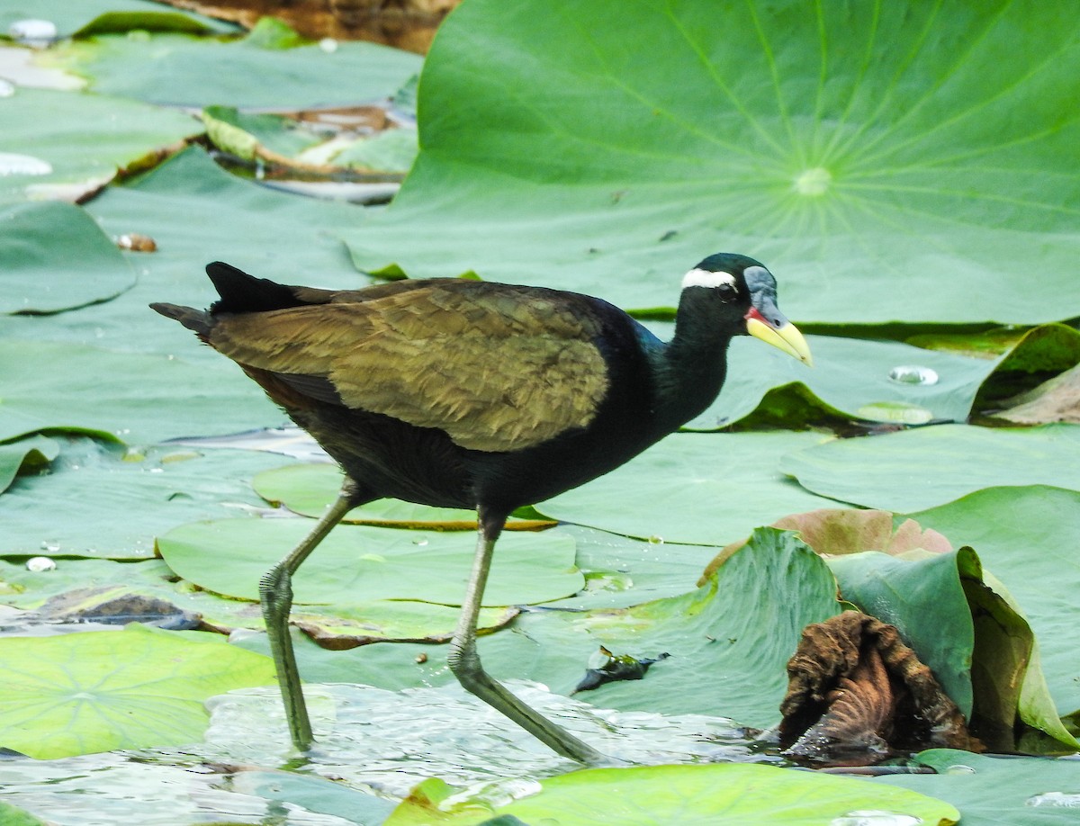 Bronze-winged Jacana - ML466513211