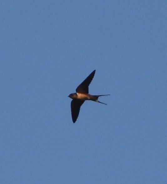 Barn Swallow - ML466513241