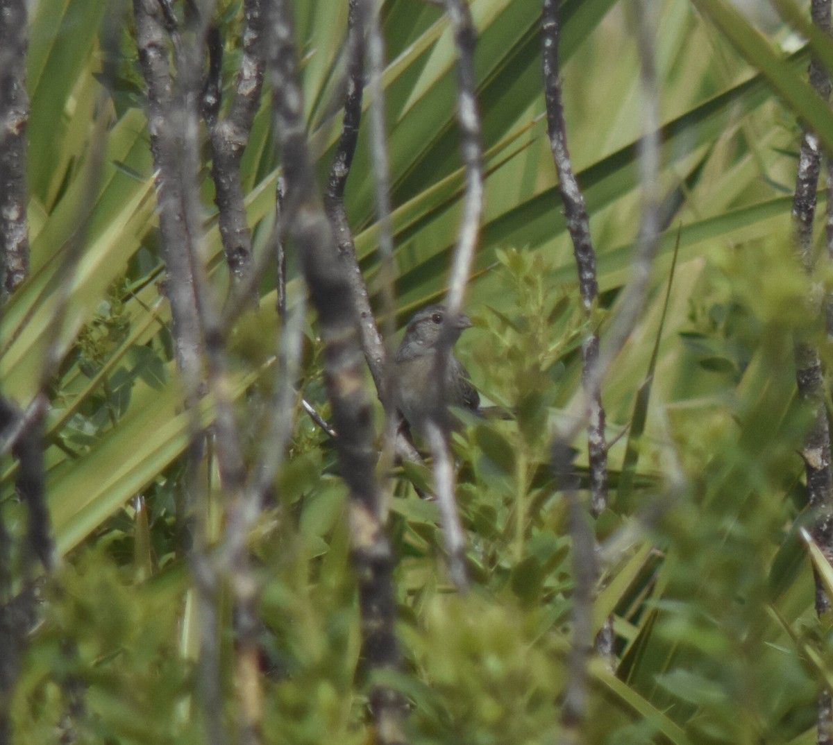 Bachman's Sparrow - ML466513611