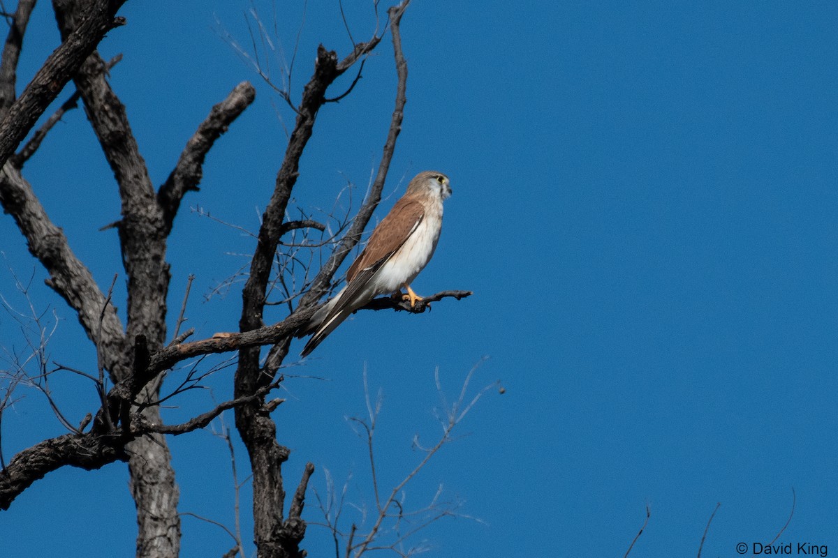 Crécerelle d'Australie - ML466513821