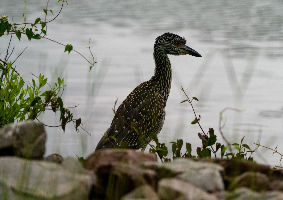 Yellow-crowned Night Heron - ML466514001