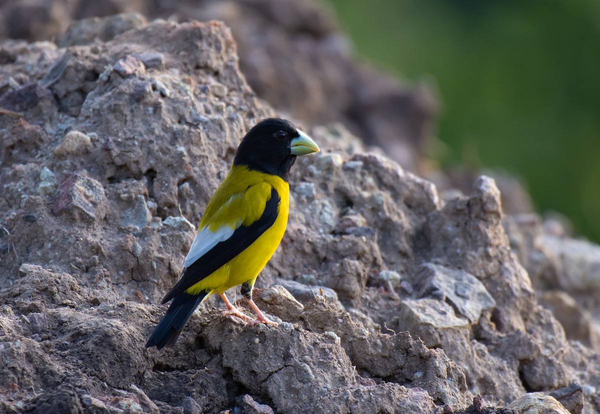 Hooded Grosbeak - ML466514831