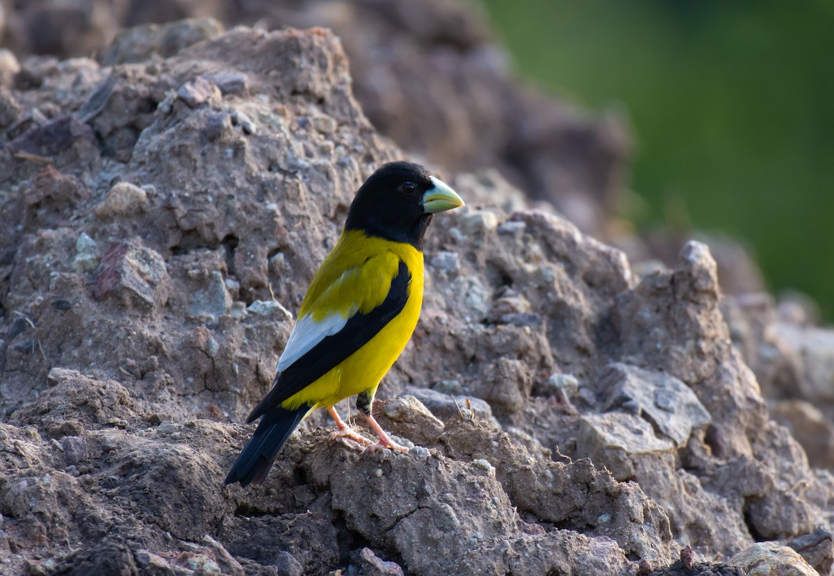 Hooded Grosbeak - ML466514921