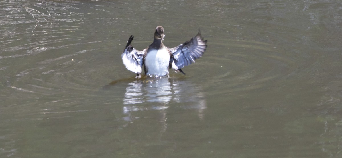 Hooded Merganser - ML466516241