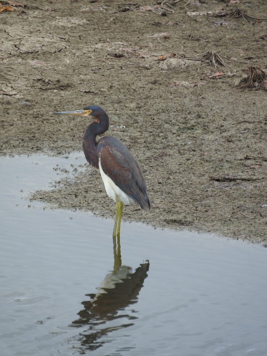 Tricolored Heron - ML466516841