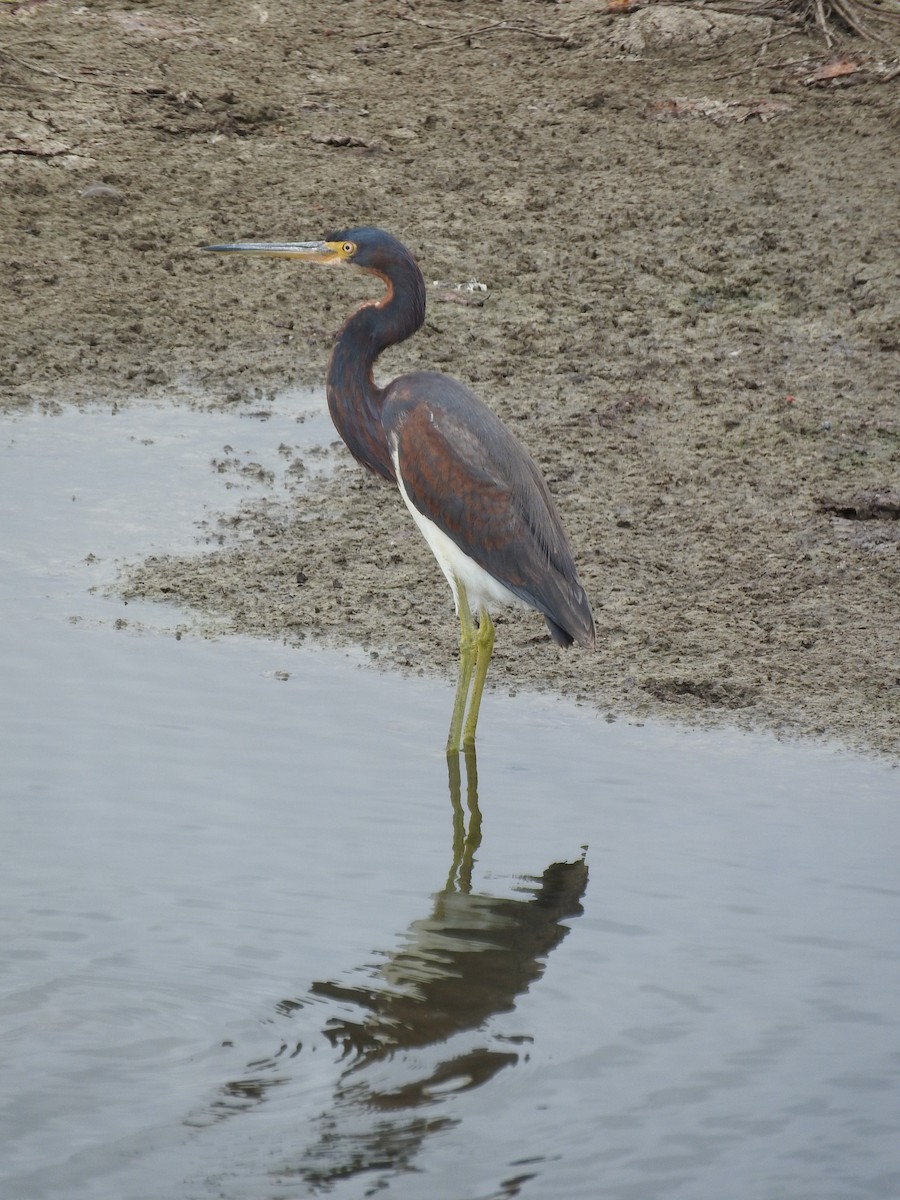 Tricolored Heron - ML466516961