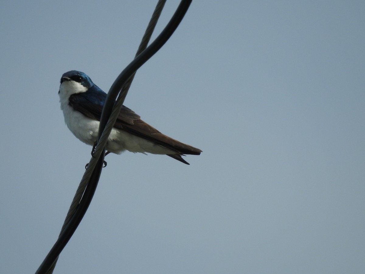 Tree Swallow - ML466518191