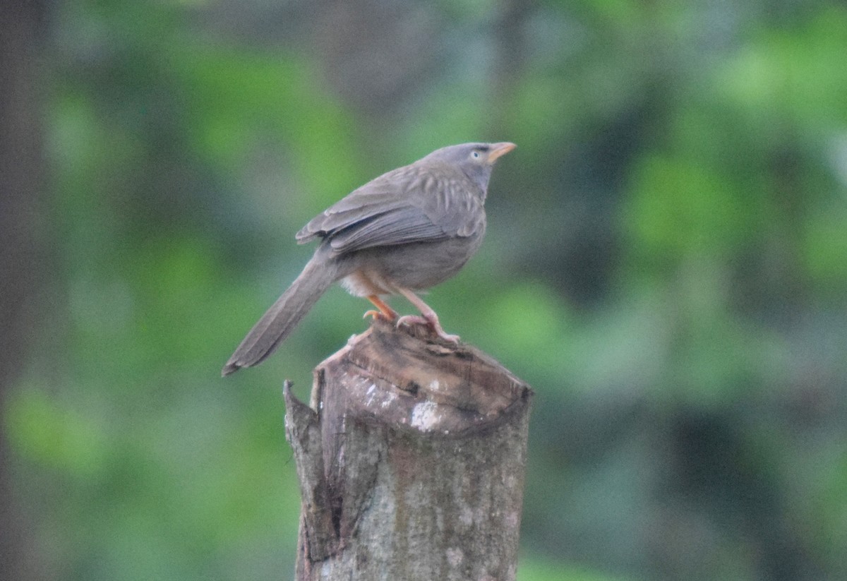 Yellow-billed Babbler - ML466518521