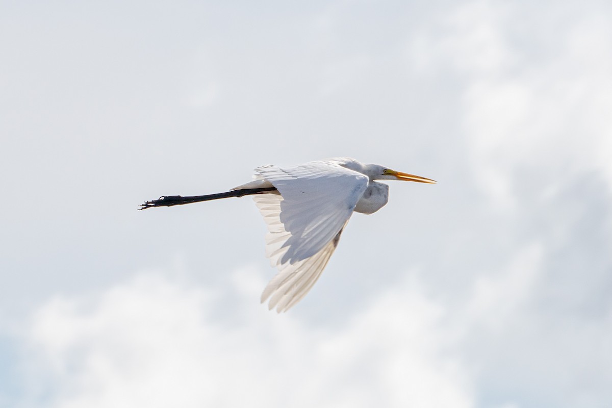 Great Egret - ML466519101