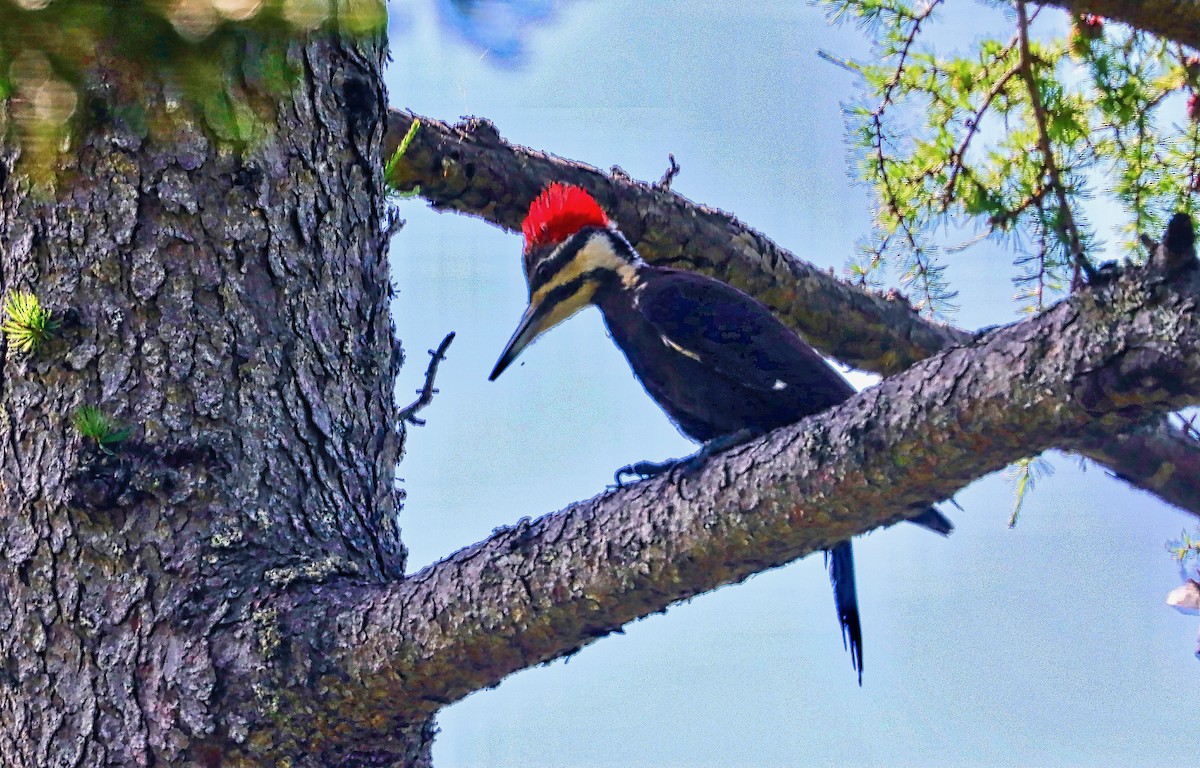 Pileated Woodpecker - ML466519461