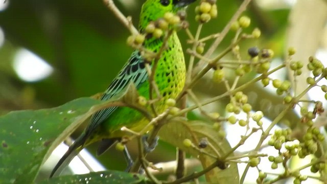 Yellow-bellied Tanager - ML466519791