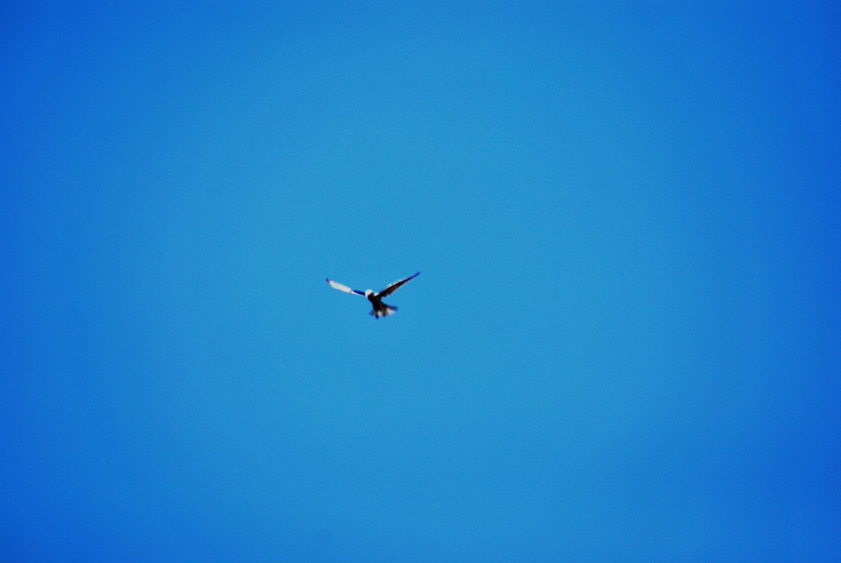 Black-winged Kite - ML466521881