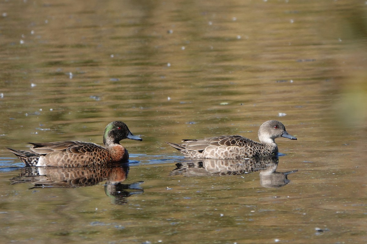 Chestnut Teal - ML466522051